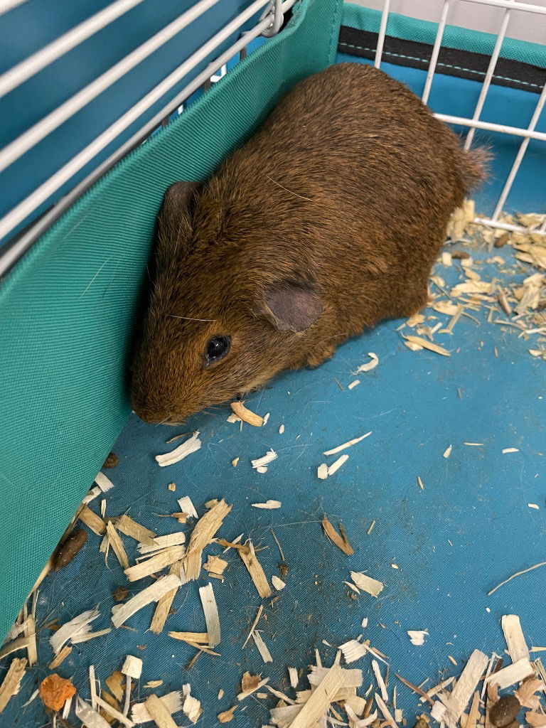 adoptable Guinea Pig in Portland, IN named Edith