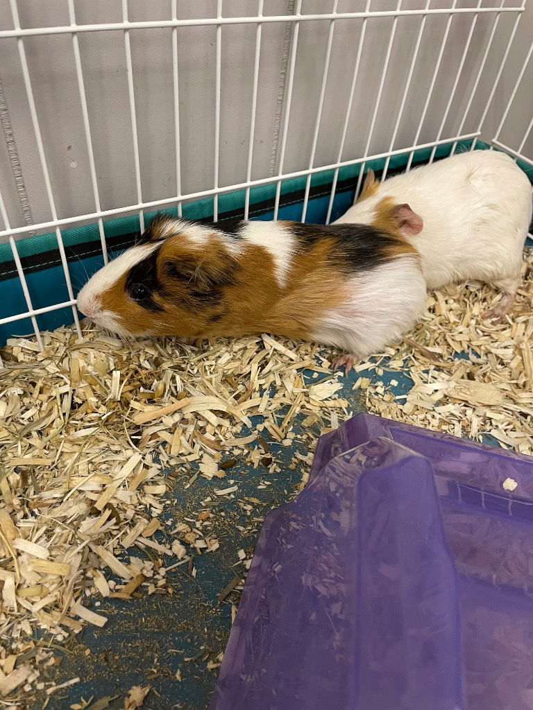 adoptable Guinea Pig in Portland, IN named Edwin