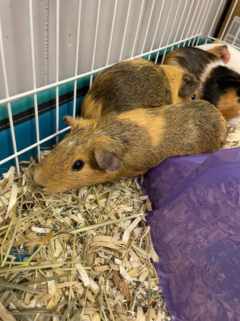 adoptable Guinea Pig in Portland, IN named Edna