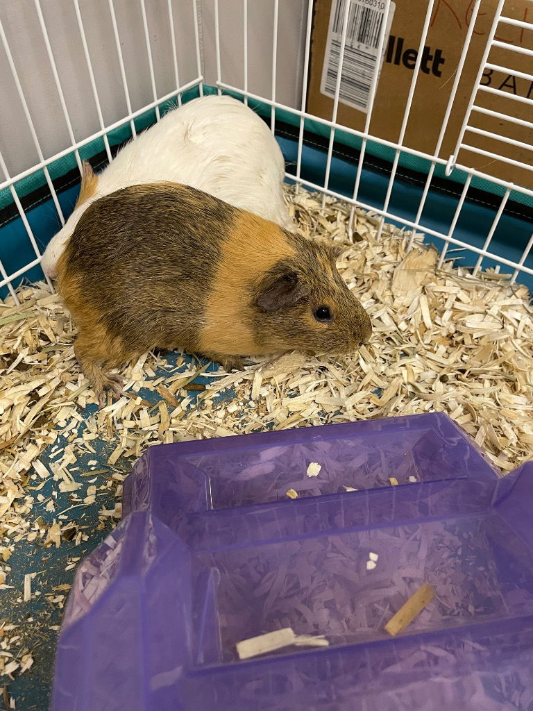 adoptable Guinea Pig in Portland, IN named Eileen