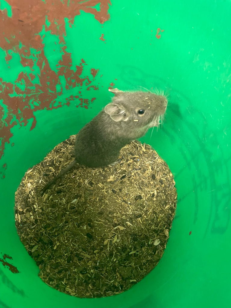 adoptable Degu in Portland, IN named Mabel