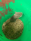 adoptable Degu in portland, IN named Mabel