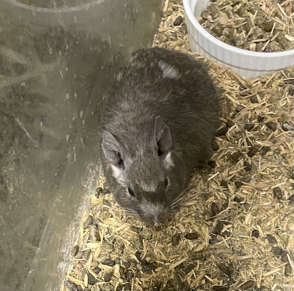 adoptable Degu in Portland, IN named Martha