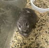 adoptable Degu in portland, IN named Martha