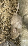 adoptable Degu in portland, IN named Maude