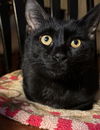 adoptable Cat in portland, IN named Crow
