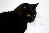 Crow - Photo 2