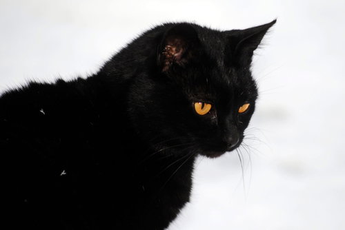 CROW - Domestic Short Hair available for adoption
