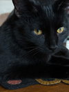 Crow - Photo 3