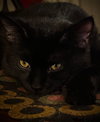 Crow - Photo 4