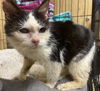 adoptable Cat in portland, IN named Bugs