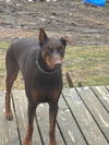 adoptable Dog in  named Ruby