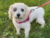adoptable Dog in  named Dollie