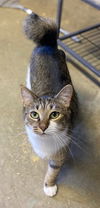 adoptable Cat in portland, IN named Boston