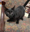 adoptable Cat in portland, IN named Carrara