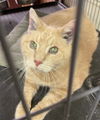 adoptable Cat in Portland, IN named Beethoven