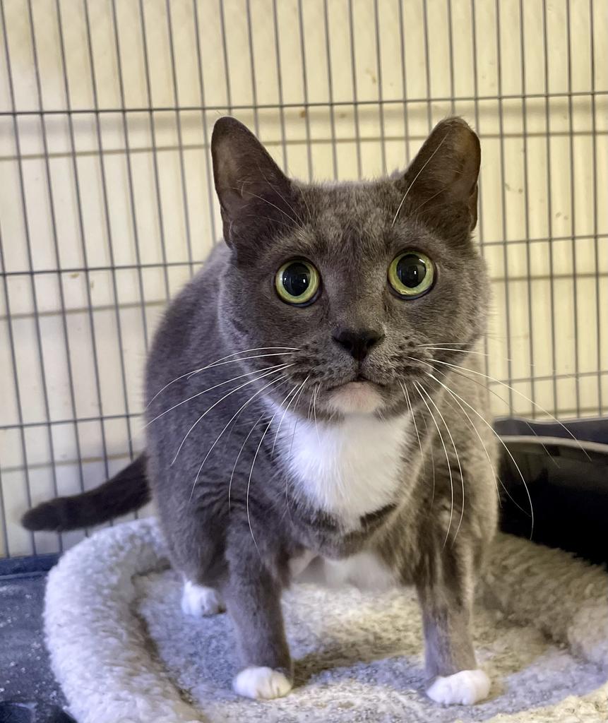 adoptable Cat in Portland, IN named Boots