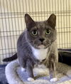 adoptable Cat in portland, IN named Boots