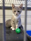 adoptable Cat in portland, IN named Skie