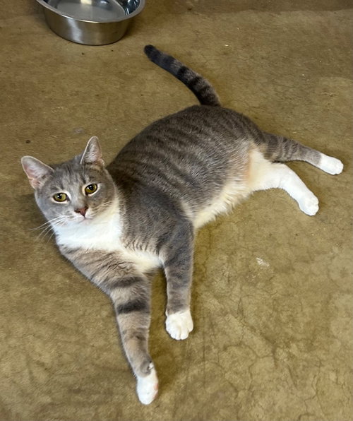 SKIE - Domestic Short Hair available for adoption