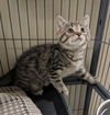 adoptable Cat in portland, IN named Cello