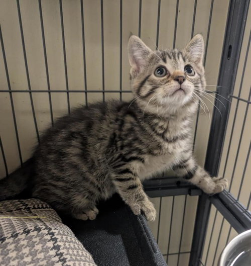 CELLO - Domestic Short Hair available for adoption
