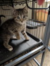 adoptable Cat in portland, IN named Trumpet