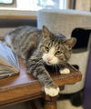 adoptable Cat in portland, IN named Mozart