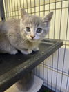 adoptable Cat in , IN named Aria