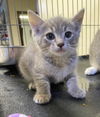 adoptable Cat in , IN named Rayne