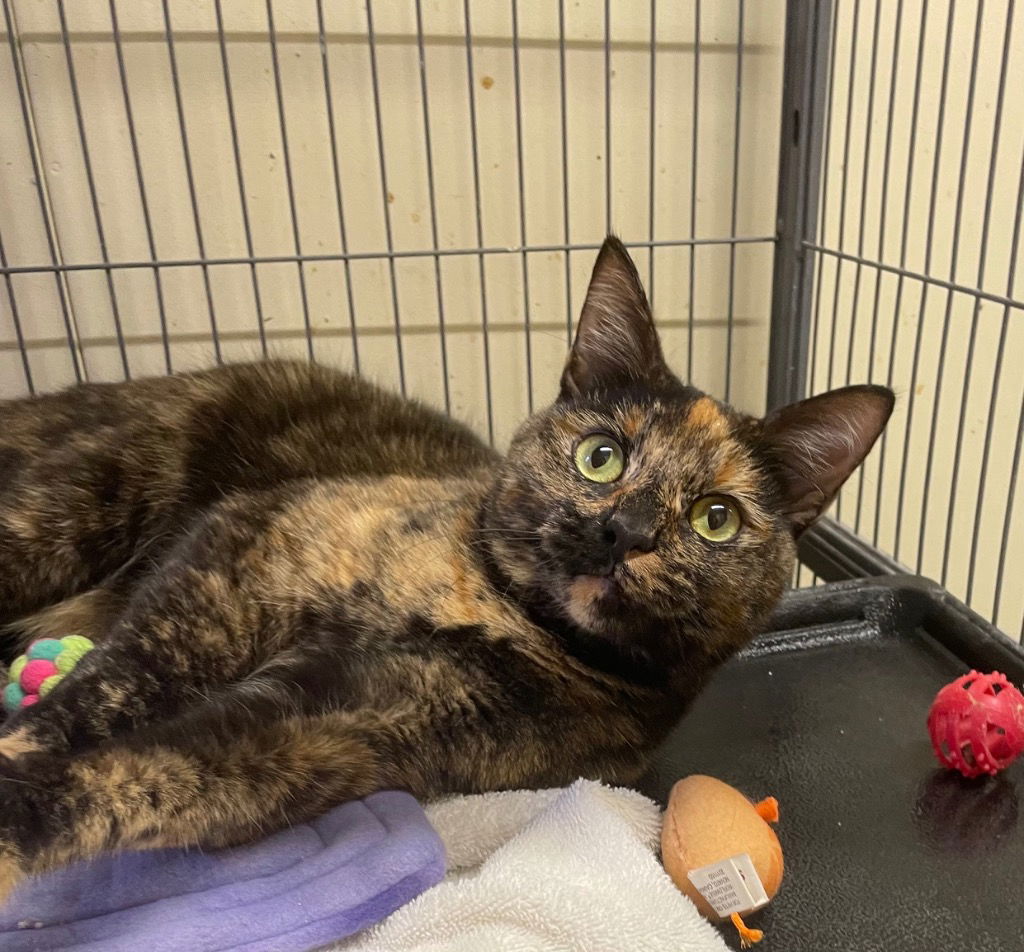 adoptable Cat in Portland, IN named Daisy