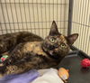 adoptable Cat in , IN named Daisy