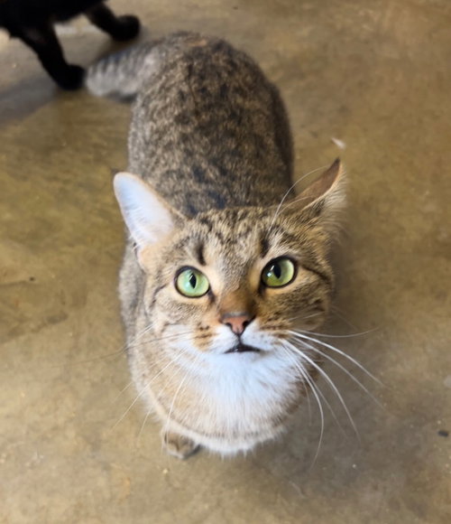 DORA - Domestic Short Hair available for adoption