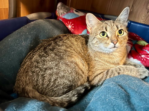 DORA - Domestic Short Hair available for adoption