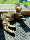 Dora - Photo 3