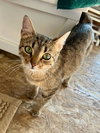 Dora - Photo 4