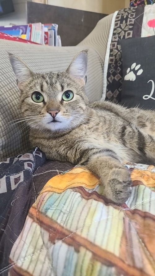 Dora, an adoptable Domestic Short Hair in Portland, IN