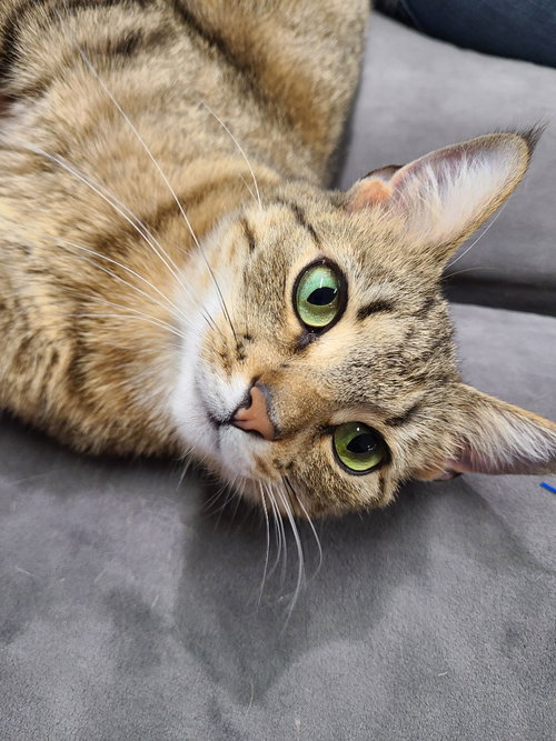 Dora, Young Domestic Short Hair / Mixed, cat for adoption in Anderson, Indiana