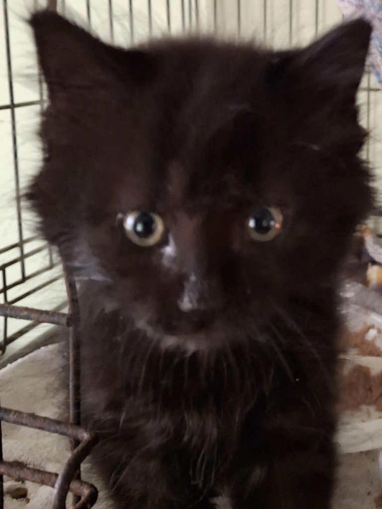 adoptable Cat in Portland, IN named Chauncey