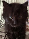 adoptable Cat in  named Chauncey