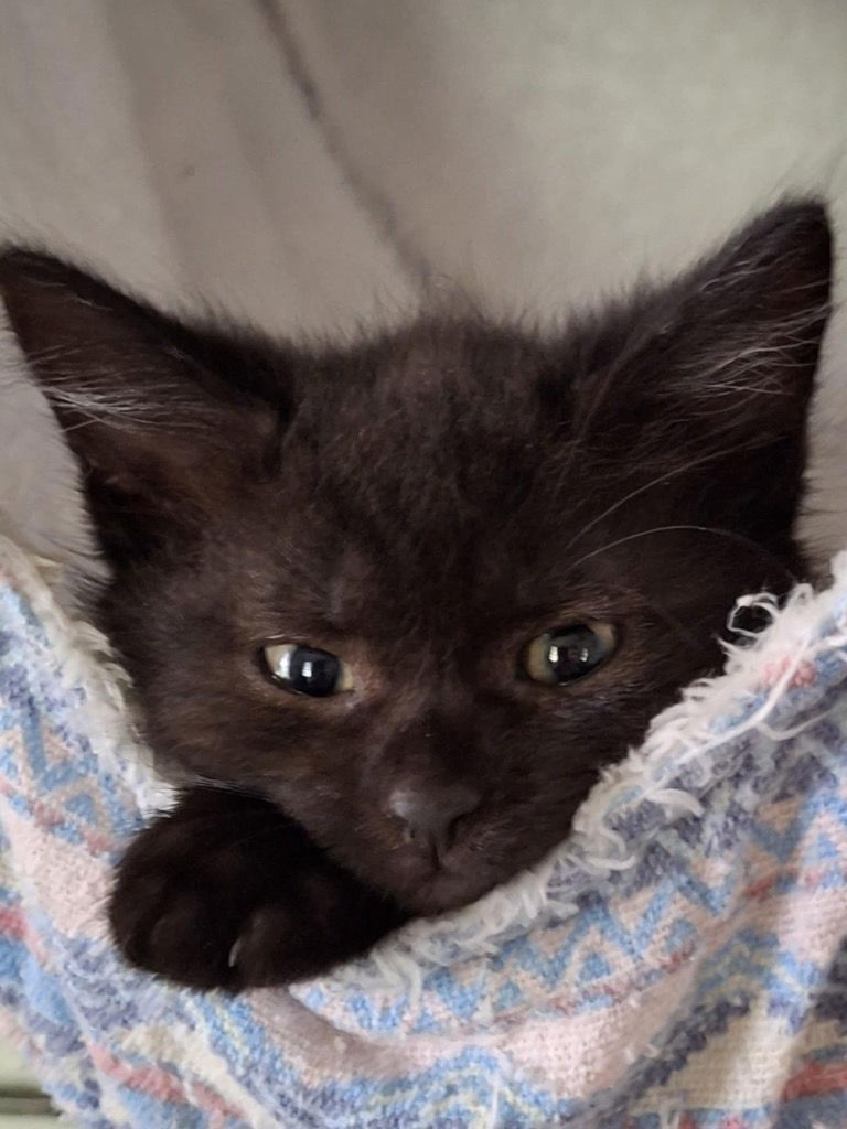 adoptable Cat in Portland, IN named Phee