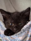 adoptable Cat in  named Phee