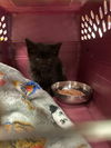 adoptable Cat in portland, IN named Black survivor kitten
