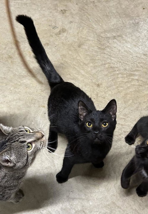 RUCKUS - Domestic Short Hair available for adoption