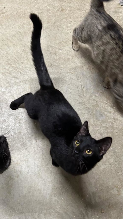 RUCKUS - Domestic Short Hair available for adoption