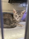 adoptable Cat in portland, IN named Mariah (Carey)