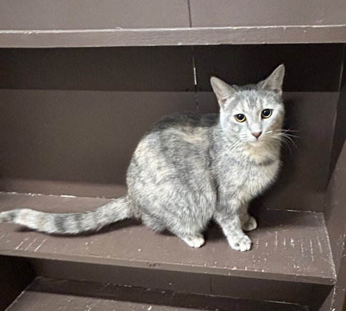 MARIAH (CAREY) - Domestic Short Hair available for adoption