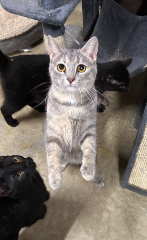 MARIAH (CAREY) - Domestic Short Hair available for adoption