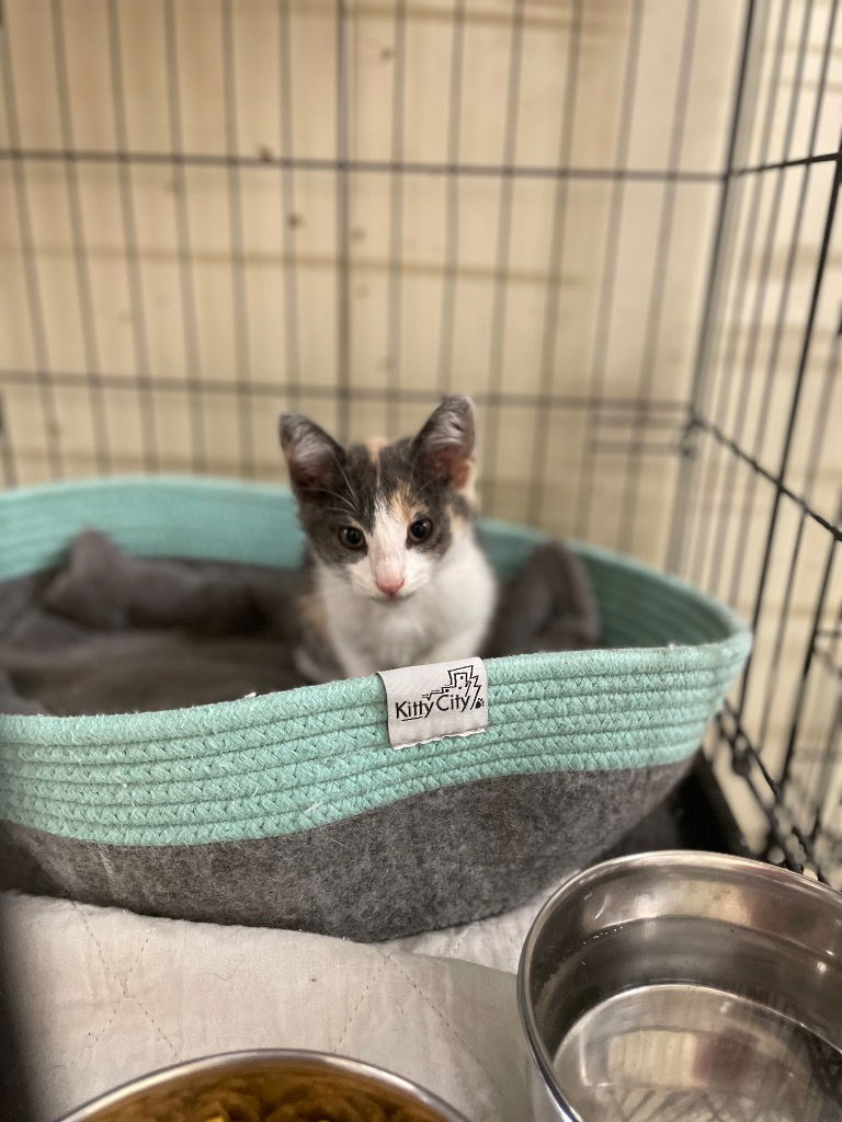 adoptable Cat in Portland, IN named Darrow