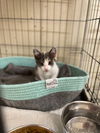adoptable Cat in portland, IN named Darrow